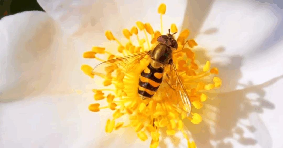 Des recettes saines et locales avec les produits du Marché de Griselle