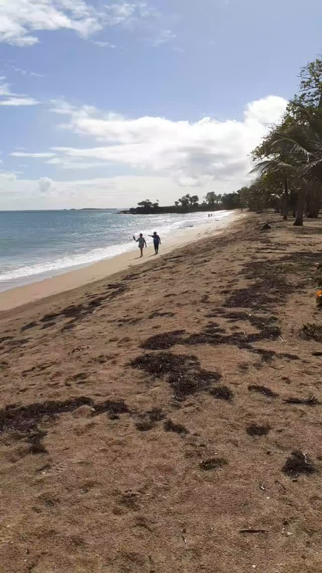 Le littoral de Sainte Rose  de la plage des Amandiers à la pkage de Cluny, en passant par la pointe Allègre avec ses arvres dans le vent !
#cotesouslevent #sainteroseguadeloupe #plagedesamandiers #pointeallègre #merdescaraibes #sentierrandonnée