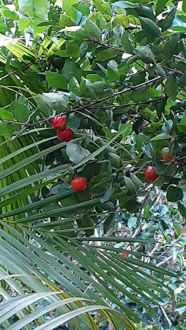 A déguster sur place
#fruitsexotiques #acerola #mangue #ananas #jardin
